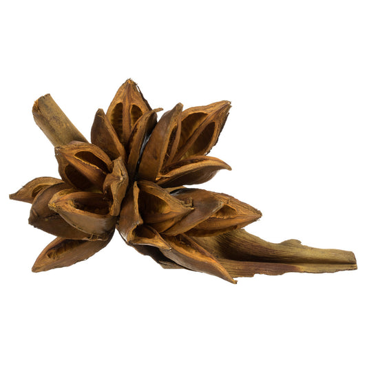 Vickerman 6" Aspen Gold Star Pod 1 piece Dried
