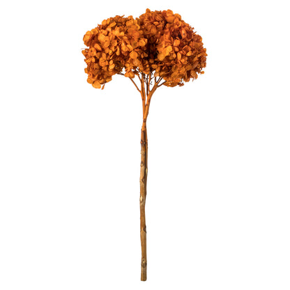 Vickerman 15" Autumn Hydrangea with Multiple Branch Segments. Preserved
