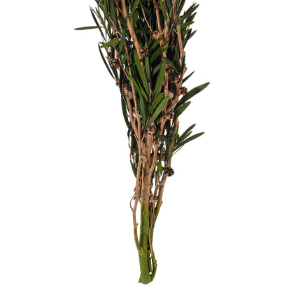 Vickerman 25-36" Green Lepto Longifolia. 6-7 oz Bundle. Preserved