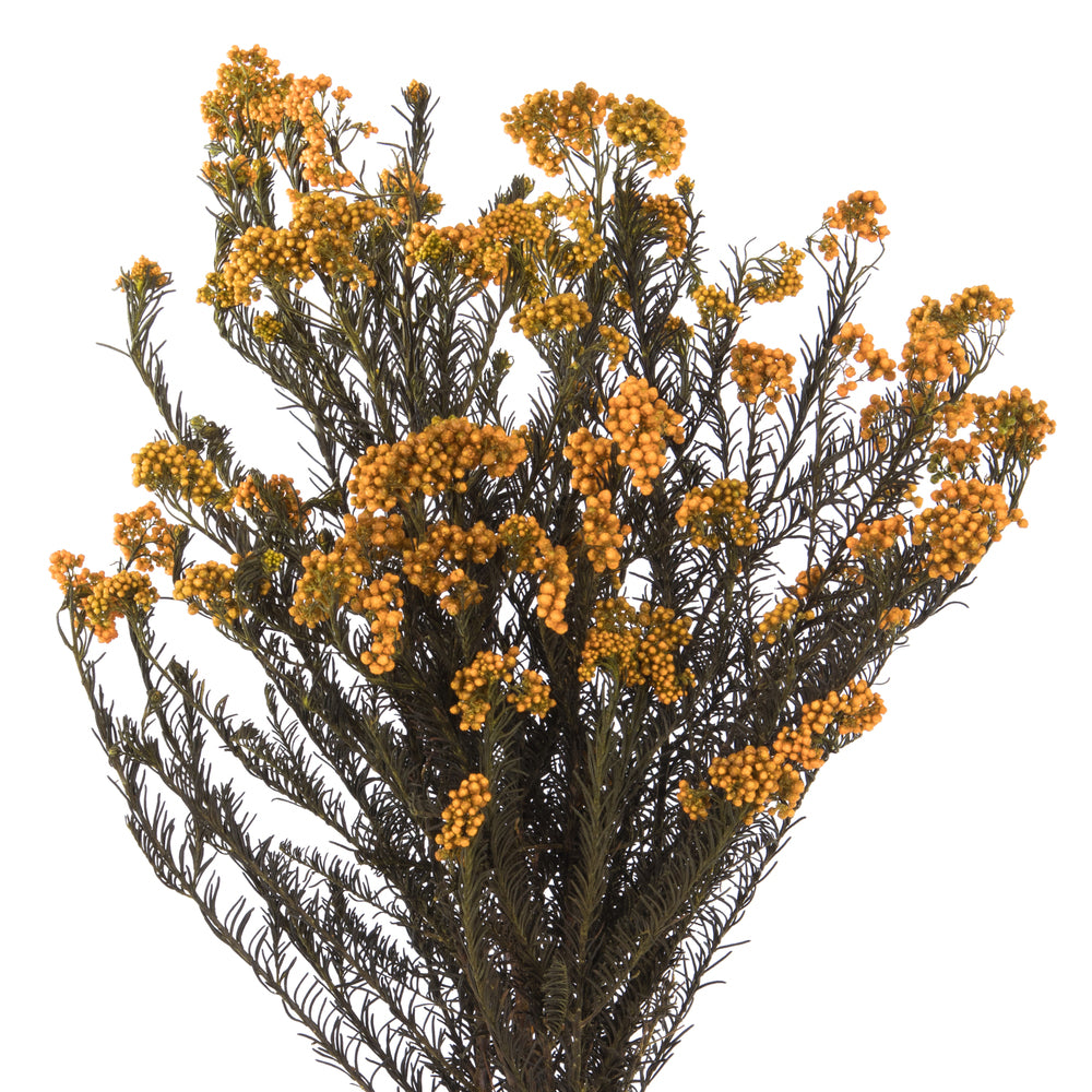 Vickerman 16" Autumn Rice Flower. Comes in a 4.25 oz Bundle. Preserved