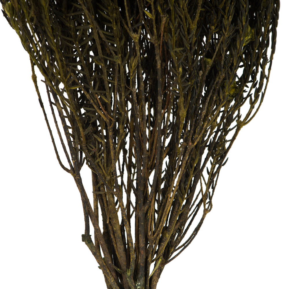 Vickerman 16-22" Basil Cotton Phylica Flower 4-5 oz Bundle Preserved