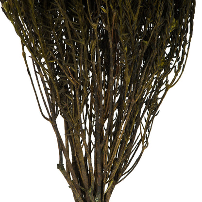 Vickerman 16-22" Basil Cotton Phylica Flower 4-5 oz Bundle Preserved
