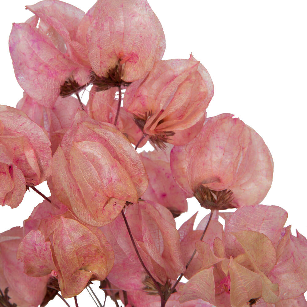 Vickerman 13.5-17" Pink Dried Cara Blossom Bundle Preserved.