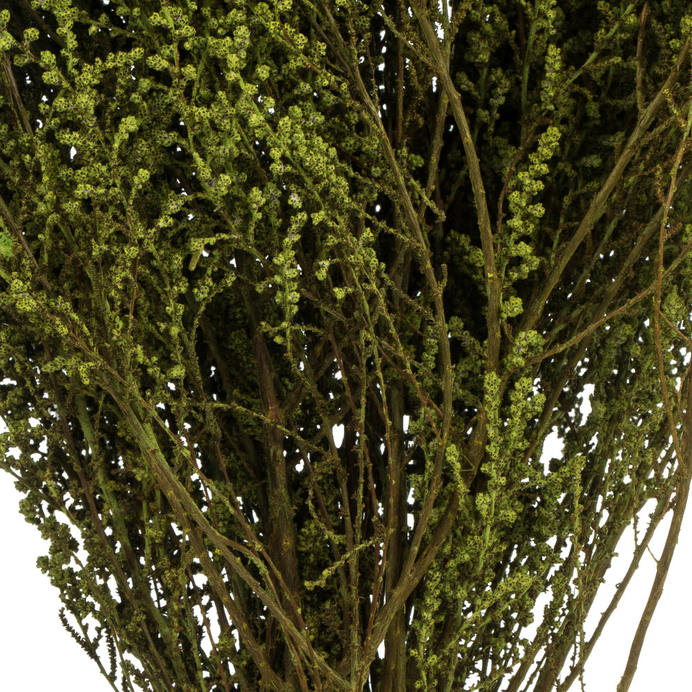 Vickerman 14-18" Oasis Green Stoebe Bundle Preserved