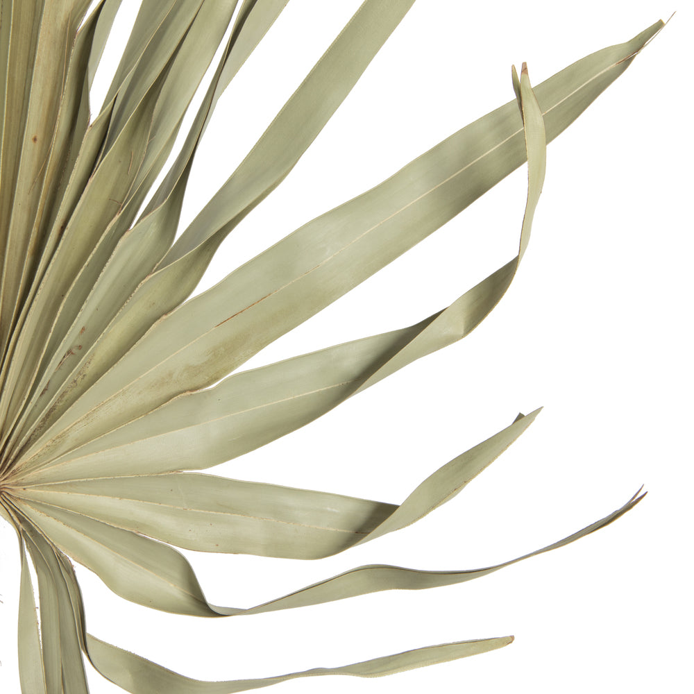 Vickerman Natural Botanicals 32-40" Natural Dried Palm Leaf Uncut- 12 stem/ polybag. Dried and preserved.