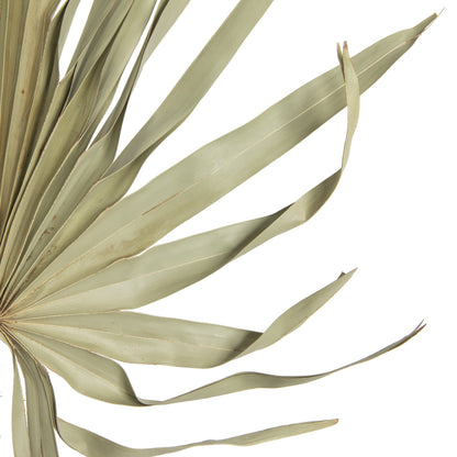 Vickerman Natural Botanicals 32-40" Natural Dried Palm Leaf Uncut- 12 stem/ polybag. Dried and preserved.
