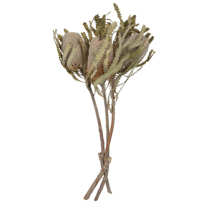 Vickerman Natural Botanicals 15-18" x 3" Banksia Prionote 3 heads per unit