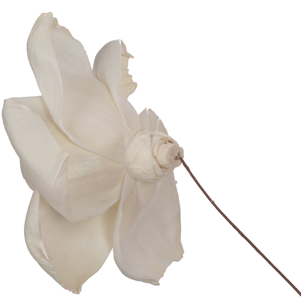 Vickerman Natural Botanicals 4" Jonquil Sola Flower on 12" Stem - 12 stems/bag. Dried and preserved.