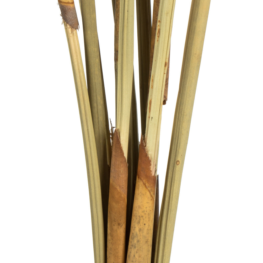 Vickerman 18-24" Red (Natural) Repens on Reed Stem - Sleeved 10 stems Dried