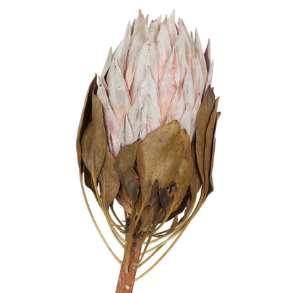Vickerman 11-13" Blush King Protea Stem Includes 2 per Pack Dried