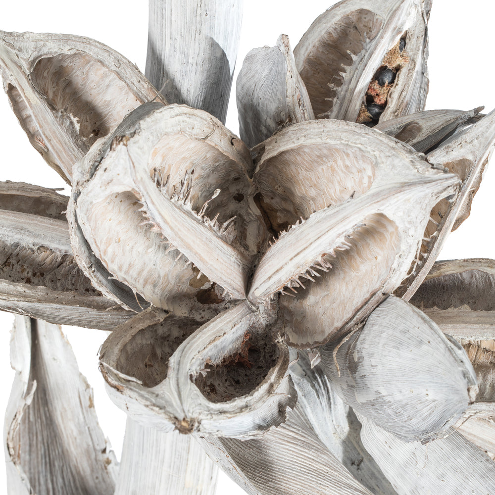 Vickerman 5-6' White Wash Star Pod Stalk 1 stalk Dried