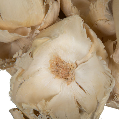 Vickerman Natural Botanicals 2.75" Palm Cap Bleached. Includes 25 pieces per Pack.