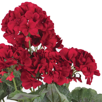 Vickerman 19.5" Artificial Red Geranium Bush.