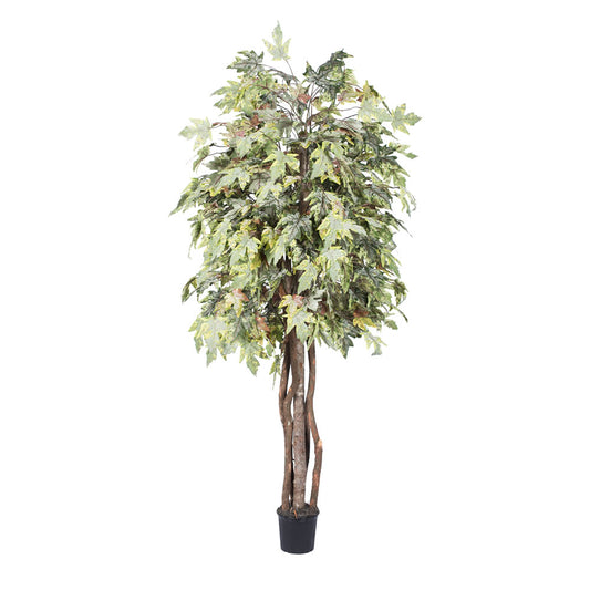 Vickerman 6' Artificial Frosted Maple Executive Black Plastic Pot