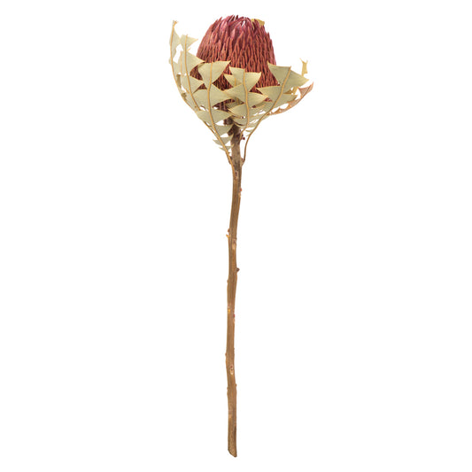 Vickerman 12" Erica Pink Baxteri (Banksia) Flower with Stem. Includes 3 Stems per Pack Dried