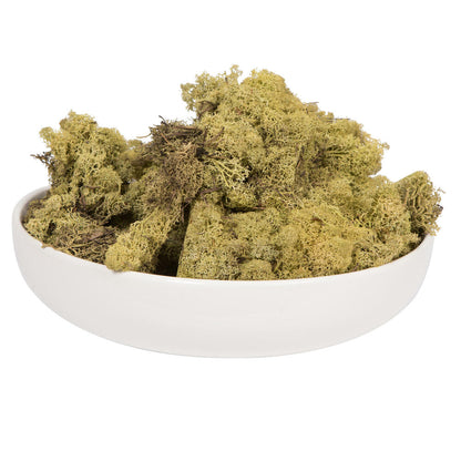 Vickerman Light Green Preserved Reindeer Moss 2 Lbs per Box