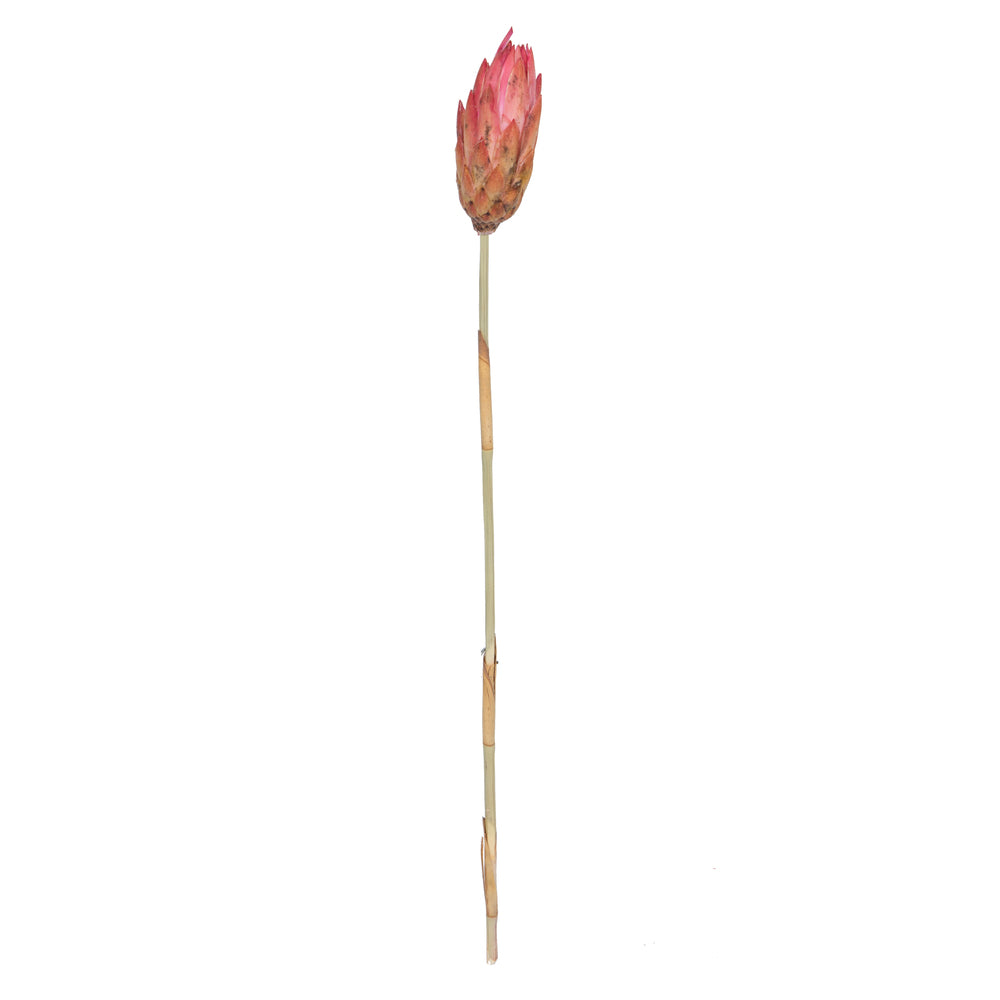 Vickerman 18-24" Erica Pink Repens Head attached to a Reed Stem. Includes 20 Stems comes Dried.