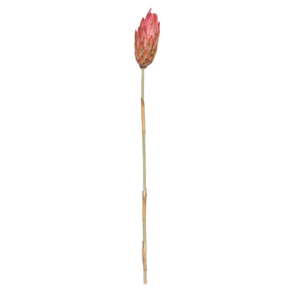 Vickerman 18-24" Erica Pink Repens Head attached to a Reed Stem. Includes 20 Stems comes Dried.