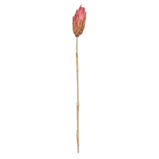 Vickerman 18-24" Erica Pink Repens Head attached to a Reed Stem. Includes 20 Stems comes Dried.