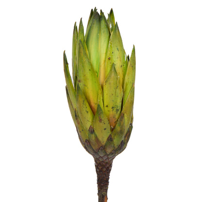 Vickerman 14" Basil Repens on a Natural Stem.  Includes 6 Stems per Bundle Dried