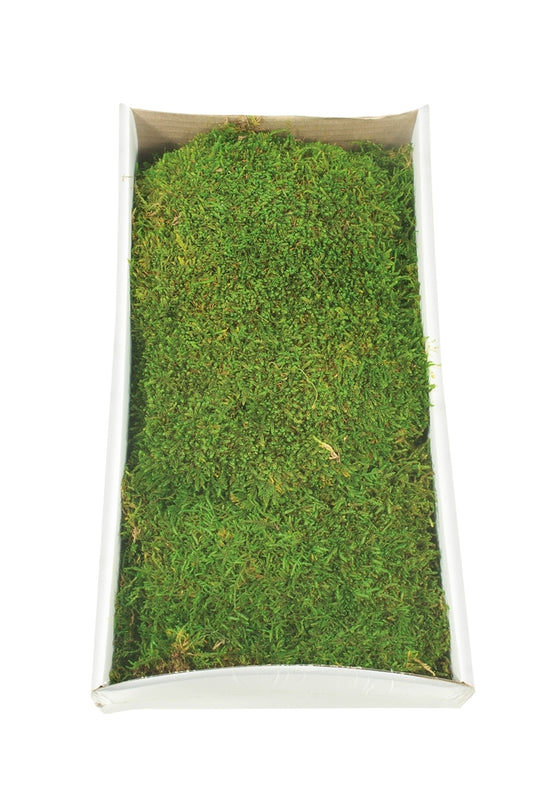 Vickerman Tray of Green Sheet Moss Preserved