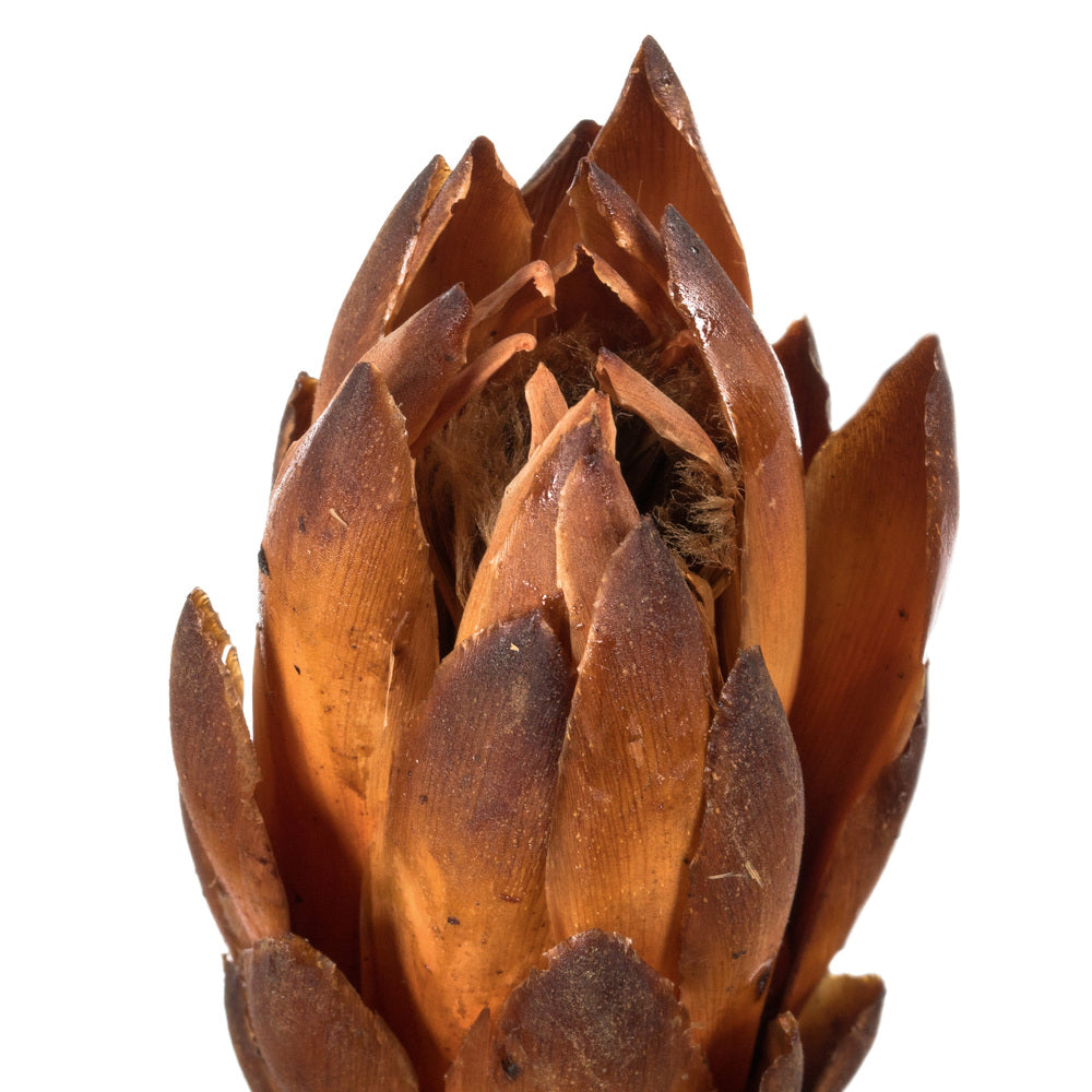 Vickerman 8-12" Mocha Latte Repens - Natural Stem -Bulk case 180 pieces Dried