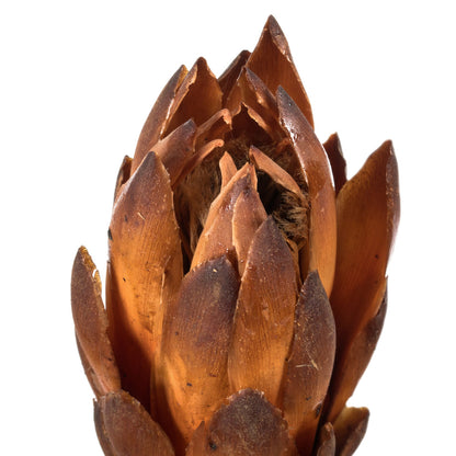 Vickerman 8-12" Mocha Latte Repens - Natural Stem -Bulk case 180 pieces Dried