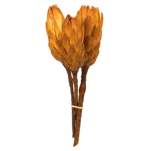 Vickerman 8-12" Aspen Gold Repens - Natural Stem -Bulk case 180 pieces Dried