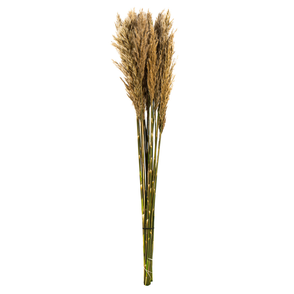 Vickerman 36" Ivory Plume Reed Bundle (15-20 stems) Preserved