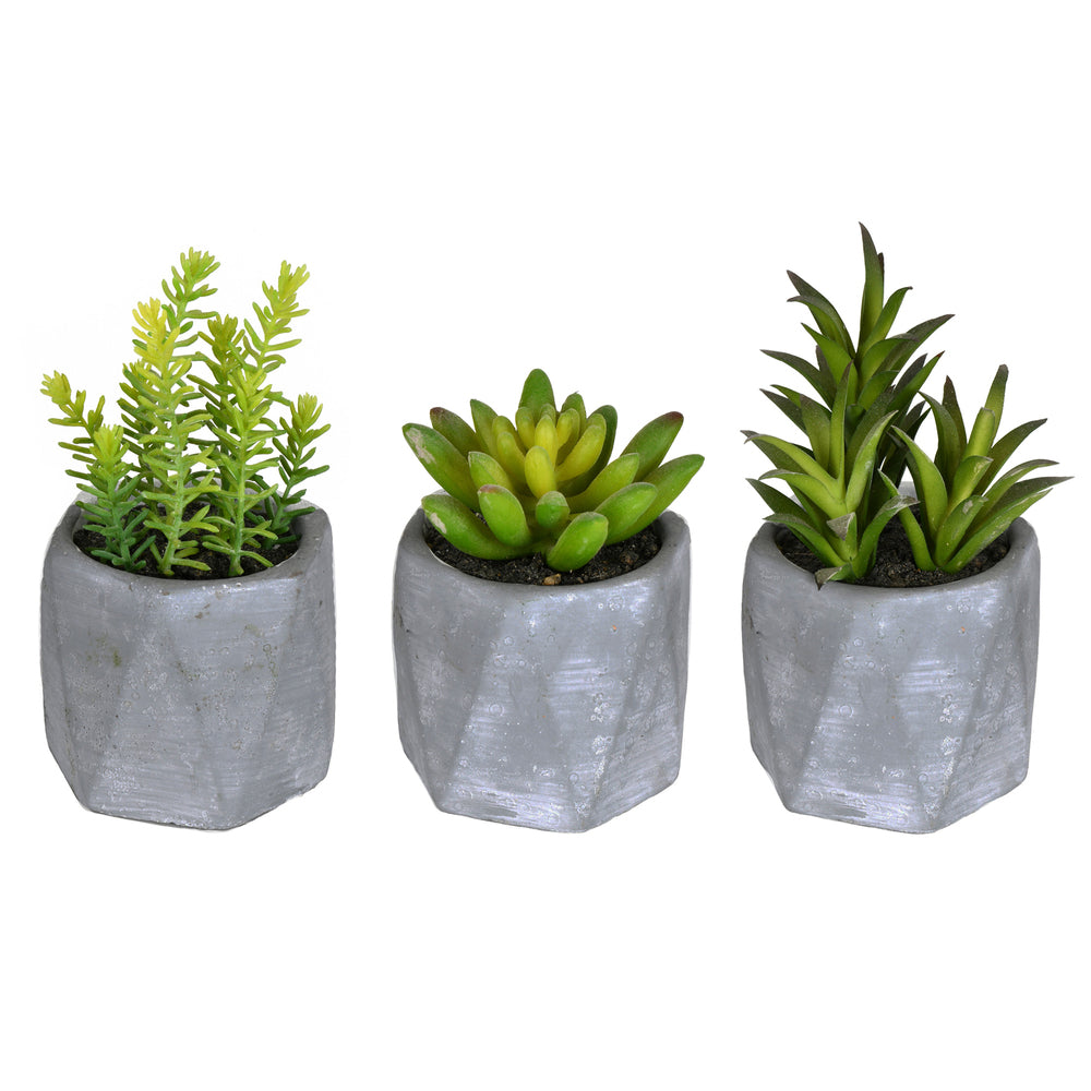 Vickerman 6" Artificial Potted Succulent Arrangements Set of 3.