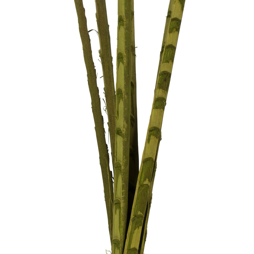 Vickerman 38-48" Basil Coco Palm - Designer Cut 6 stems Dried