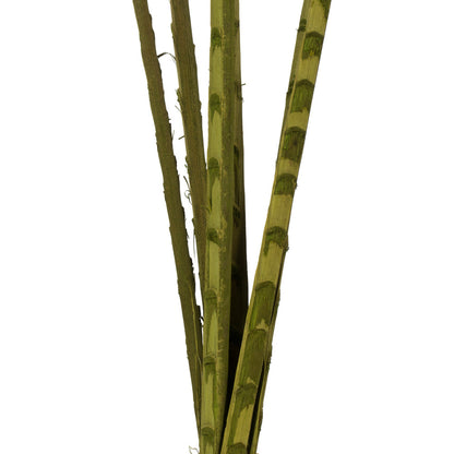 Vickerman 38-48" Basil Coco Palm - Designer Cut 6 stems Dried