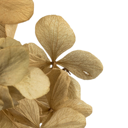 Vickerman 10 x 3 x 21" tray Natural Hydrangea Pieces. Tray multi stem Preserved