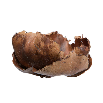 Vickerman Natural Botanicals 2.75" Palm Cap Natural. Includes 100 pieces per Pack.