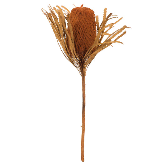 Vickerman 12" Jumbo Autumn Banksia Flower with Dyed Foliage. Includes 3 Stems per Pack. Dried