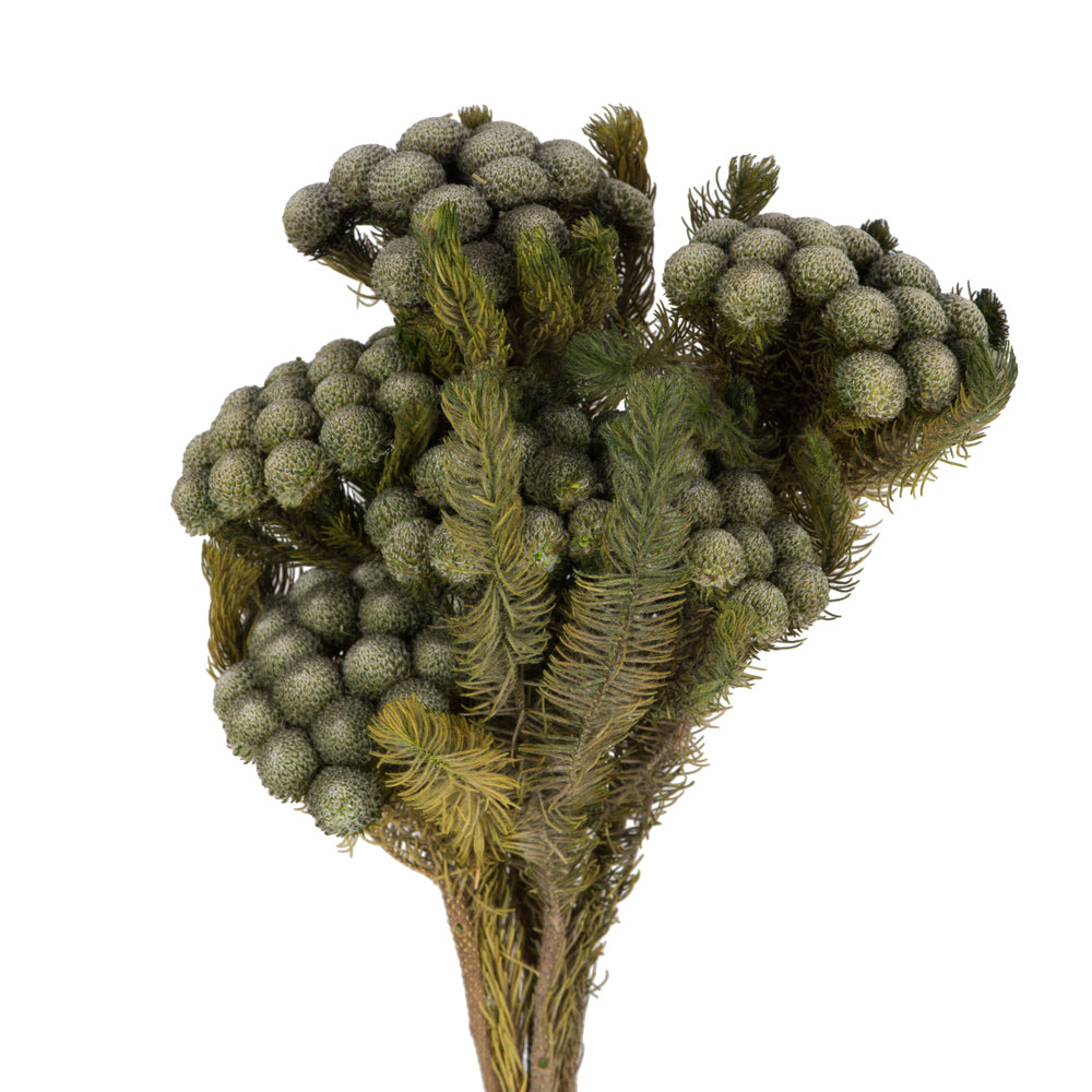 Vickerman 12-16" Natural Green Brunia 4 oz Bundle Preserved