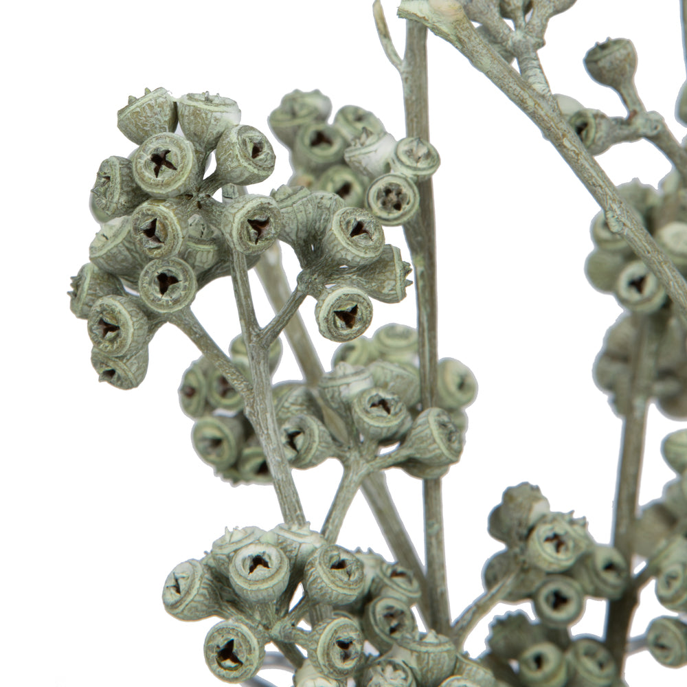 Vickerman Natural Botanicals 13" x 1-3" Red Gum Branch Green Frosted 14 stems per unit