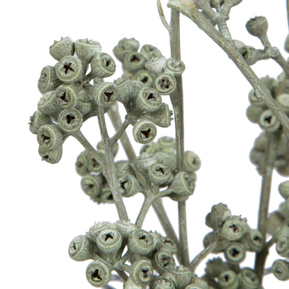 Vickerman Natural Botanicals 13" x 1-3" Red Gum Branch Green Frosted 14 stems per unit