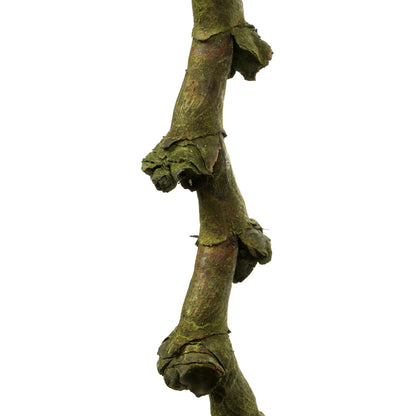 Vickerman 40-48" Basil Ladder Branches - XL straight 7 stems Dried