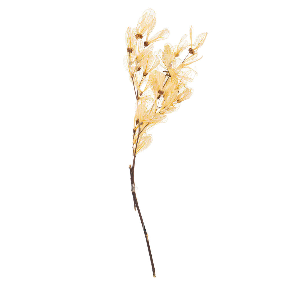 Vickerman 13.5-17" Bleached Dried Cabo Verde Skeleton on Twig Bundle Preserved.