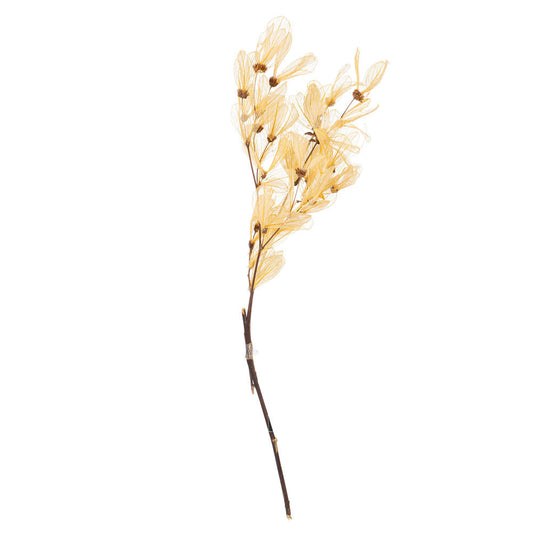 Vickerman 13.5-17" Bleached Dried Cabo Verde Skeleton on Twig Bundle Preserved.