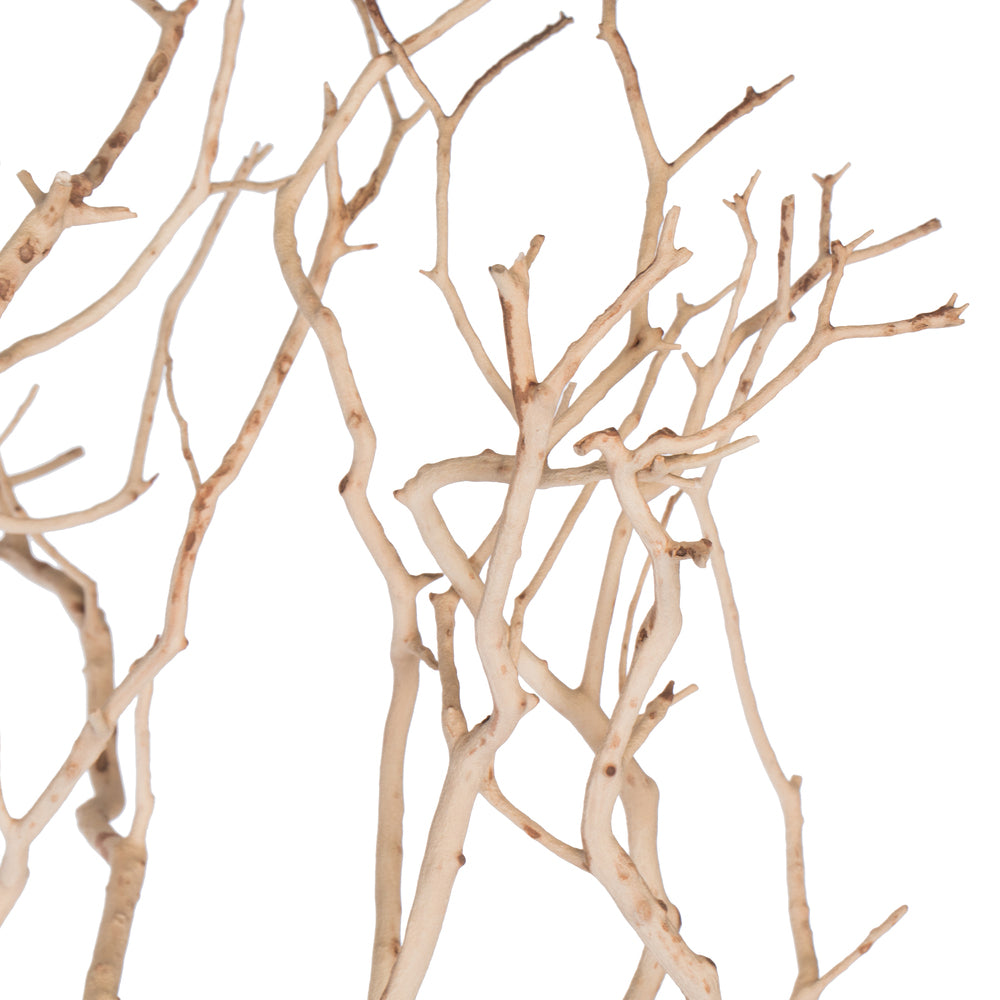 Vickerman Manzanita Tree Sand Blasted 24" Dried