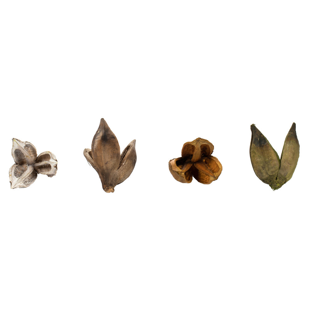 Vickerman 3-4" Assorted Sora Pod Bulk Assorted Colors case of 25 pieces/pk Dried