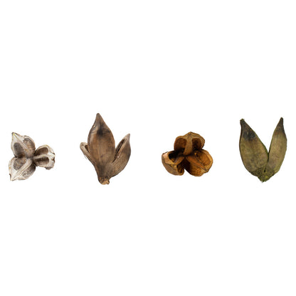 Vickerman 3-4" Assorted Sora Pod Bulk Assorted Colors case of 25 pieces/pk Dried