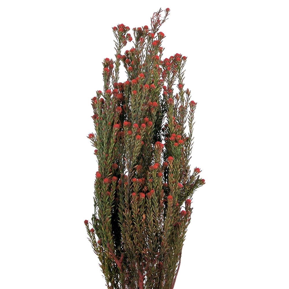Vickerman 15-20" Red Tortum Bundle Male 5-6 oz Bundle Preserved