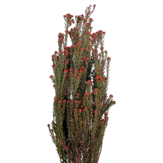 Vickerman 15-20" Red Tortum Bundle Male 5-6 oz Bundle Preserved