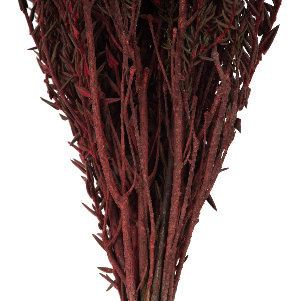 Vickerman 16-22" Red Cotton Phylica Flower 4-5 oz Bundle Preserved