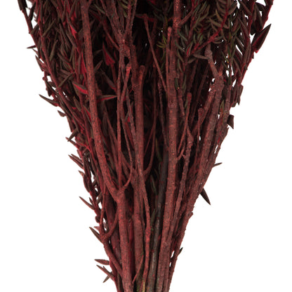 Vickerman 16-22" Red Cotton Phylica Flower 4-5 oz Bundle Preserved