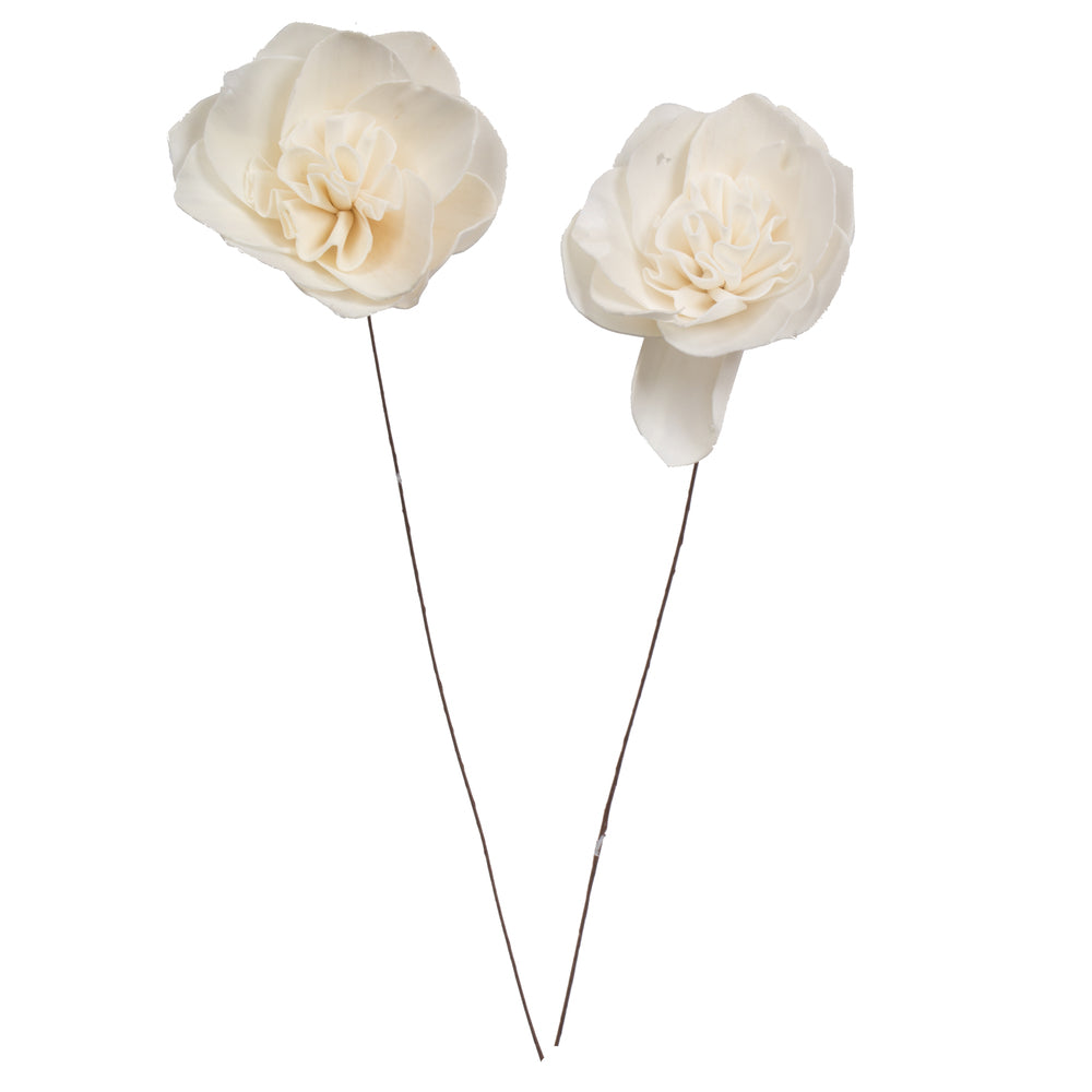 Vickerman Natural Botanicals 4" Natural Dried Gardenia Sola Flower on 12" wire stem- 12 stem/polybag.