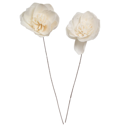 Vickerman Natural Botanicals 4" Natural Dried Gardenia Sola Flower on 12" wire stem- 12 stem/polybag.